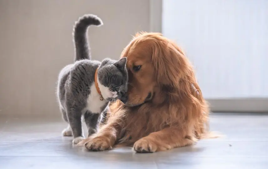 Kedime/Köpeğime hangi mamayı almalıyım?