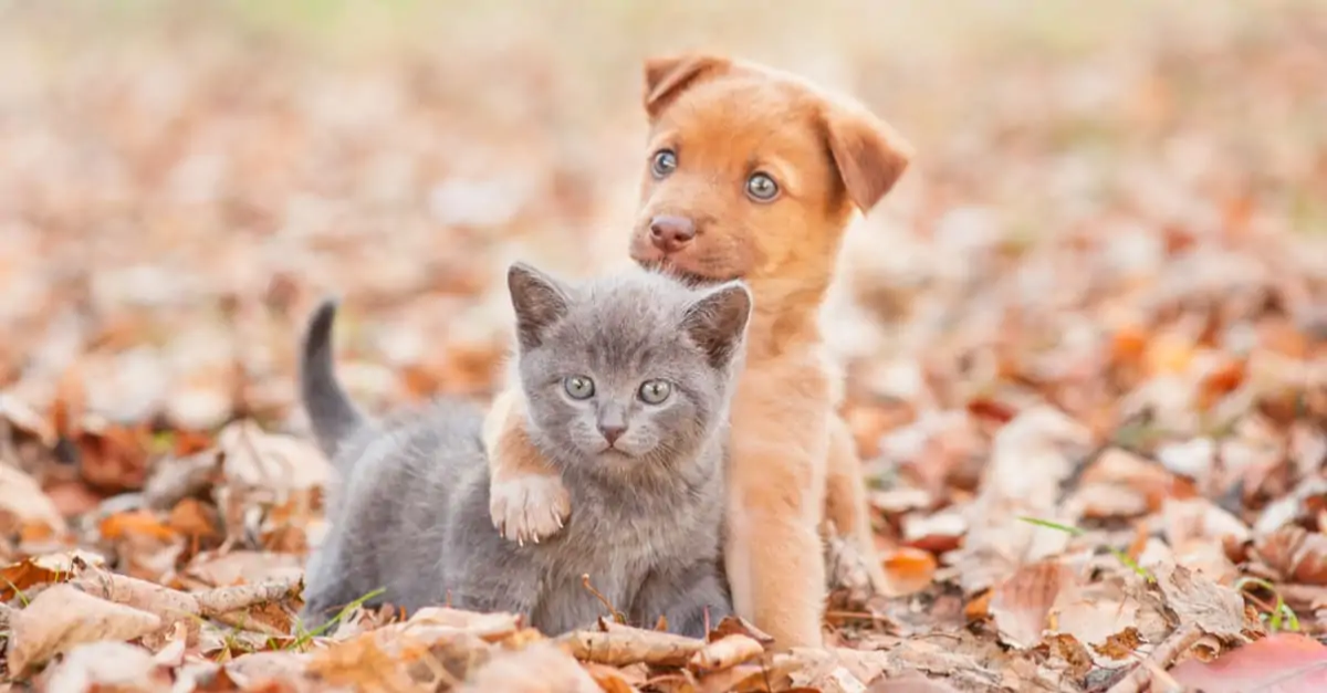 Yavru kedi/köpek için hangi mama uygun?