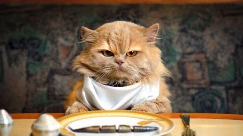 Kısır kedi/köpek için hangi mama uygun?